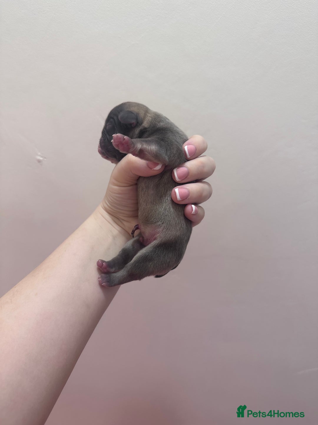 French Bulldog dogs for sale: Fluffy FrenchBulldogs - Image 6