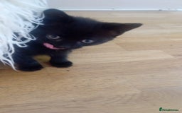 Mixed Breed cats for sale: 4 baby kittens for sale  - Image 1