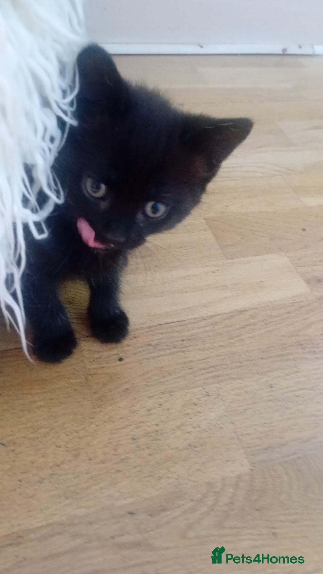 Mixed Breed cats for sale: 4 baby kittens for sale  - Image 1