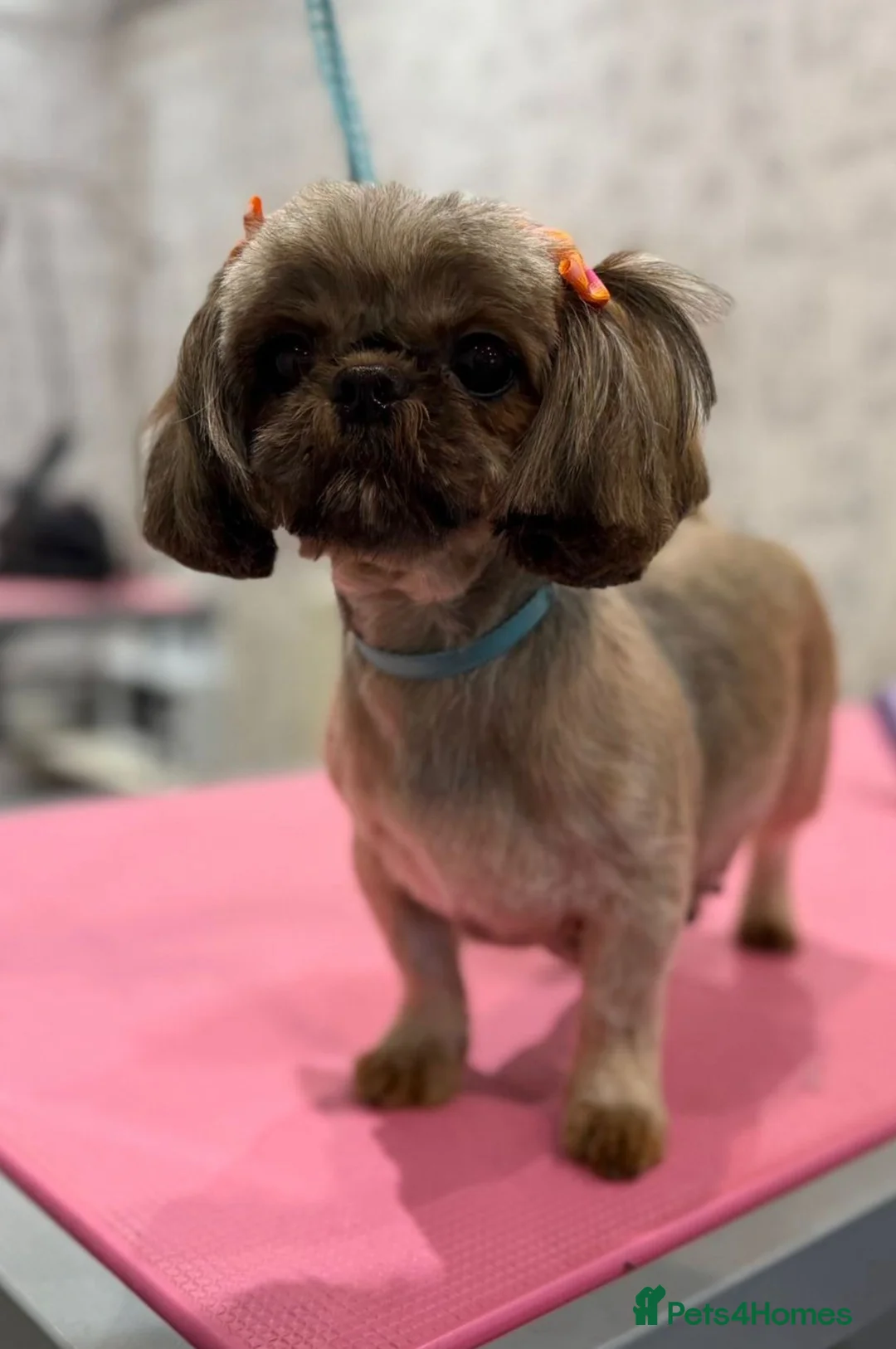 Shih Tzu dogs for sale: 🩷 Stunning Tiny KC Shih Tzu Puppies 💙 - Advert 18