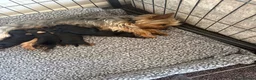 Yorkshire Terrier dogs for sale: Beautiful small Yorkshire terrier puppies - Advert 3