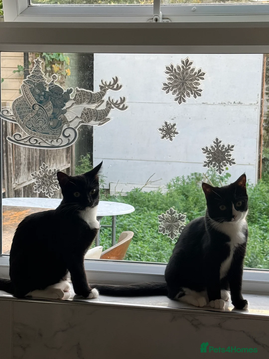 Mixed Breed cats for sale: Kittens male and female  in London - Advert 1