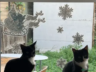 Mixed Breed cats Kittens male and female - Advert 1