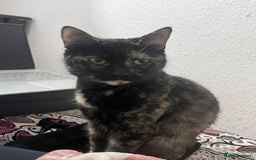 British Shorthair cats for sale: Female British Shorthair  - Image 3