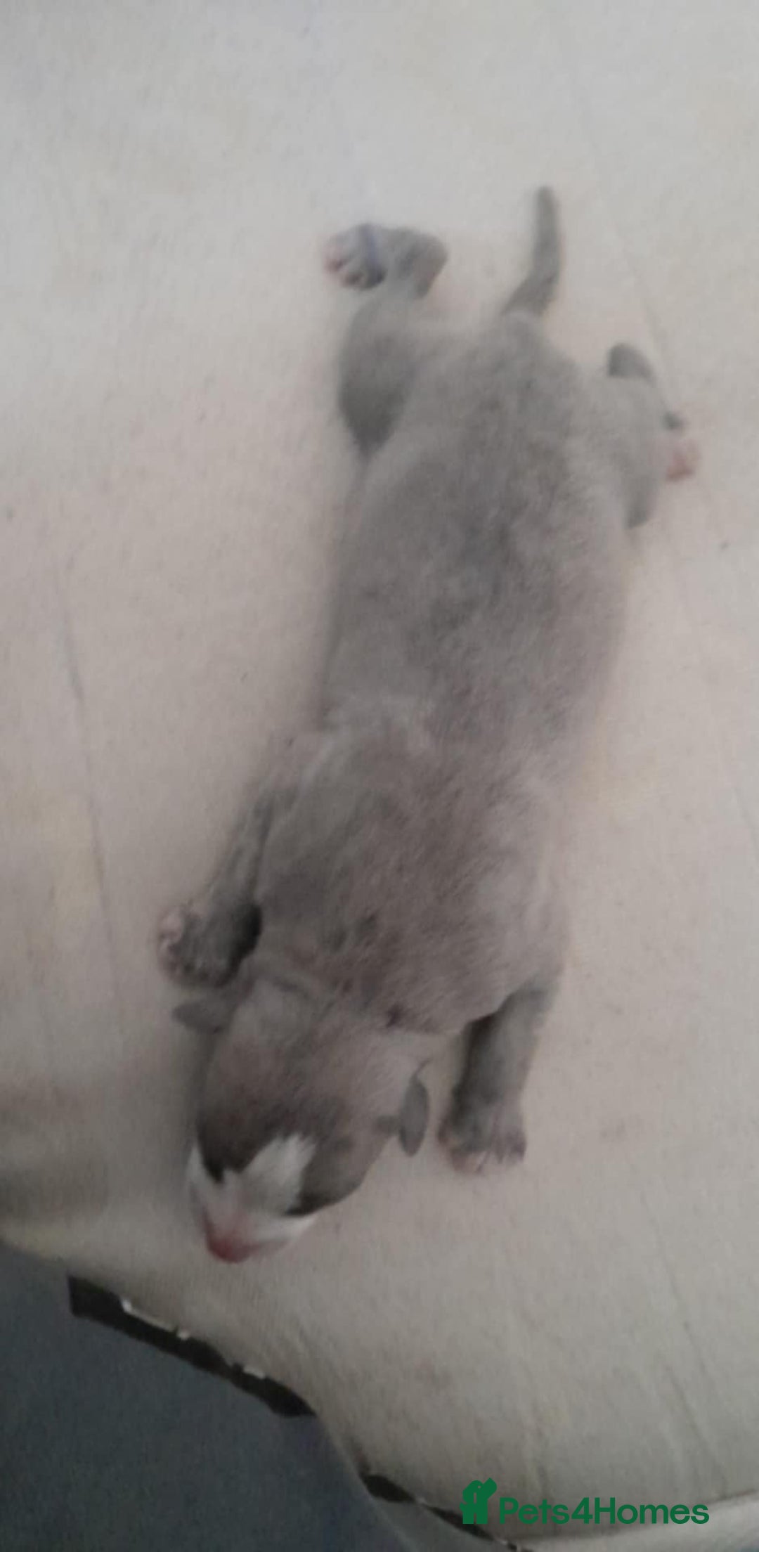 Whippet dogs for sale: Two beautiful whippet pups  - Advert 2