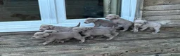 Labrador Retriever dogs for sale: Silver Labrador Retriever Puppies - Advert 23