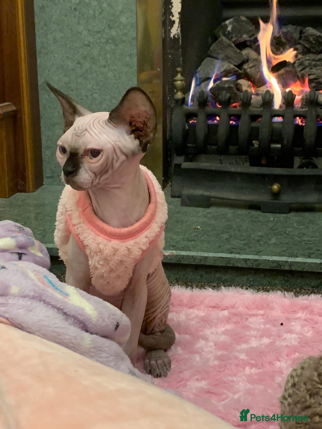 Sphynx cats for sale: Canadian sphynx  - Advert 7