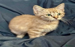 Siamese cats for sale: Last 2 Gorgeous Siamese Boys  - Image 4