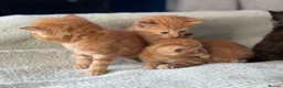 Mixed Breed cats for sale: 4 beautiful kittens  - Advert 22