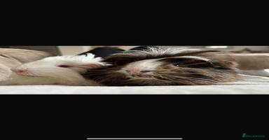 Guinea Pig rodents - Advert 2