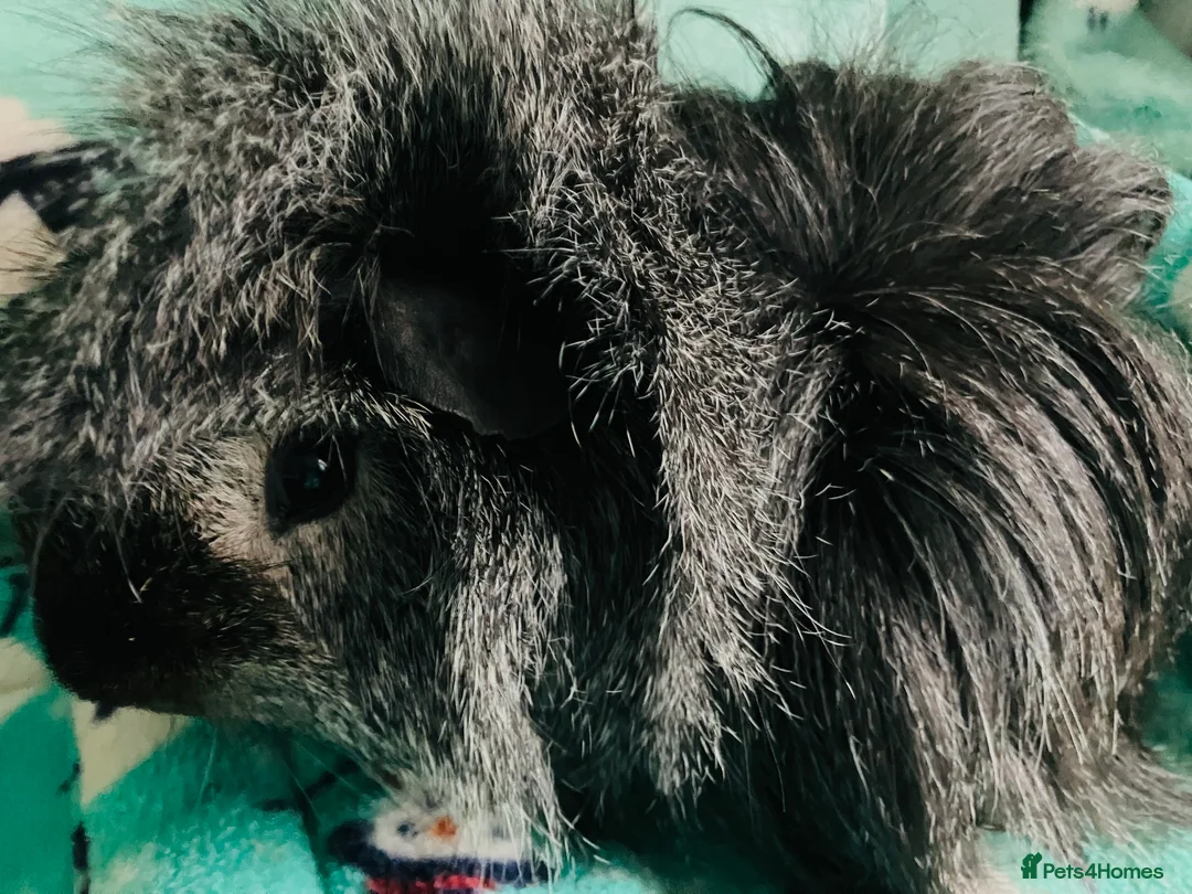 Guinea Pig rodents for sale: Boar and Son pair - Advert 1