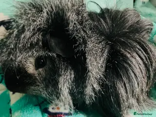 Guinea Pig rodents Boar and Son pair - Advert 2