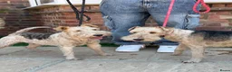 Fox Terrier dogs for sale: KC 2 years old Fox terriers  - Advert 2