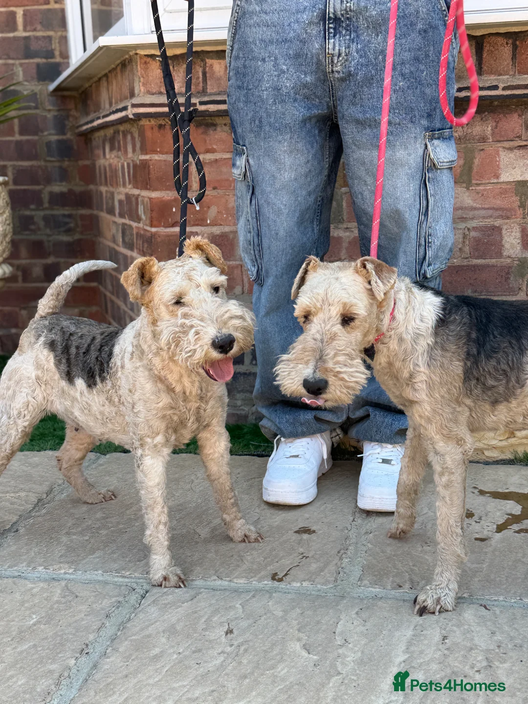 Fox Terrier dogs for sale: KC 2 years old Fox terriers  - Advert 2