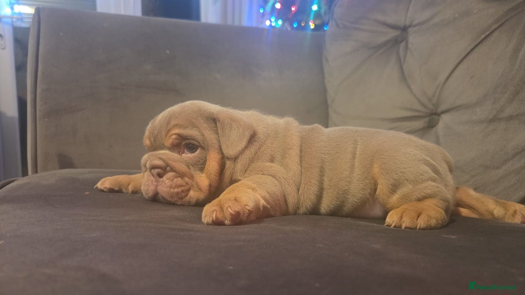 English Bulldog dogs for sale: 4 KC registered English bulldogs  - Advert 4
