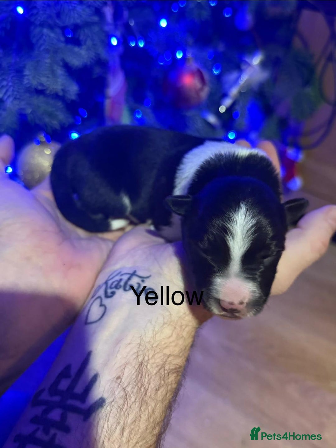 Border Collie dogs for sale: Family Raised Border Collie Pups  - Advert 9