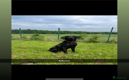 Labrador Retriever dogs for sale: Female black Labradors - Image 10