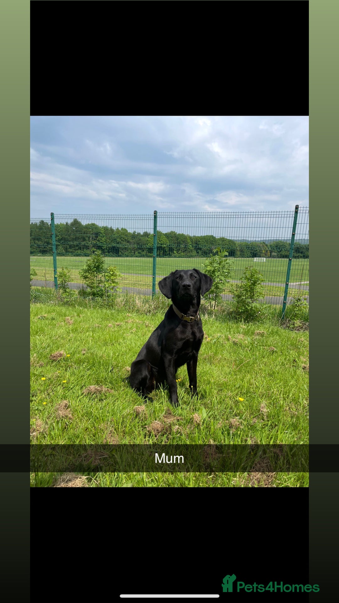 Labrador Retriever dogs for sale: Female black Labradors - Image 10