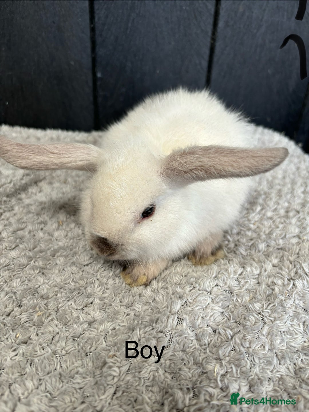 Mini Lop rabbits for sale: Stunning mini lops and mini lion lops  - Image 8