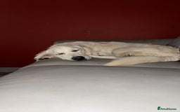 Golden Retriever dogs for sale: 3 White boys left show type - Image 4