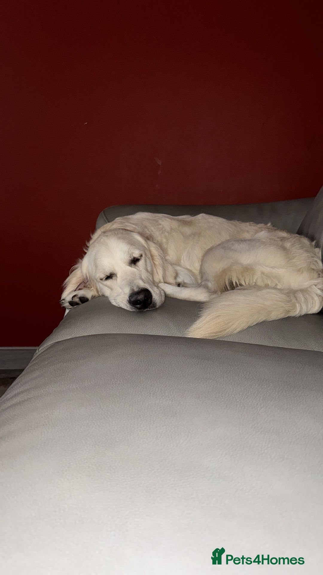 Golden Retriever dogs for sale: 3 White boys left show type - Image 4