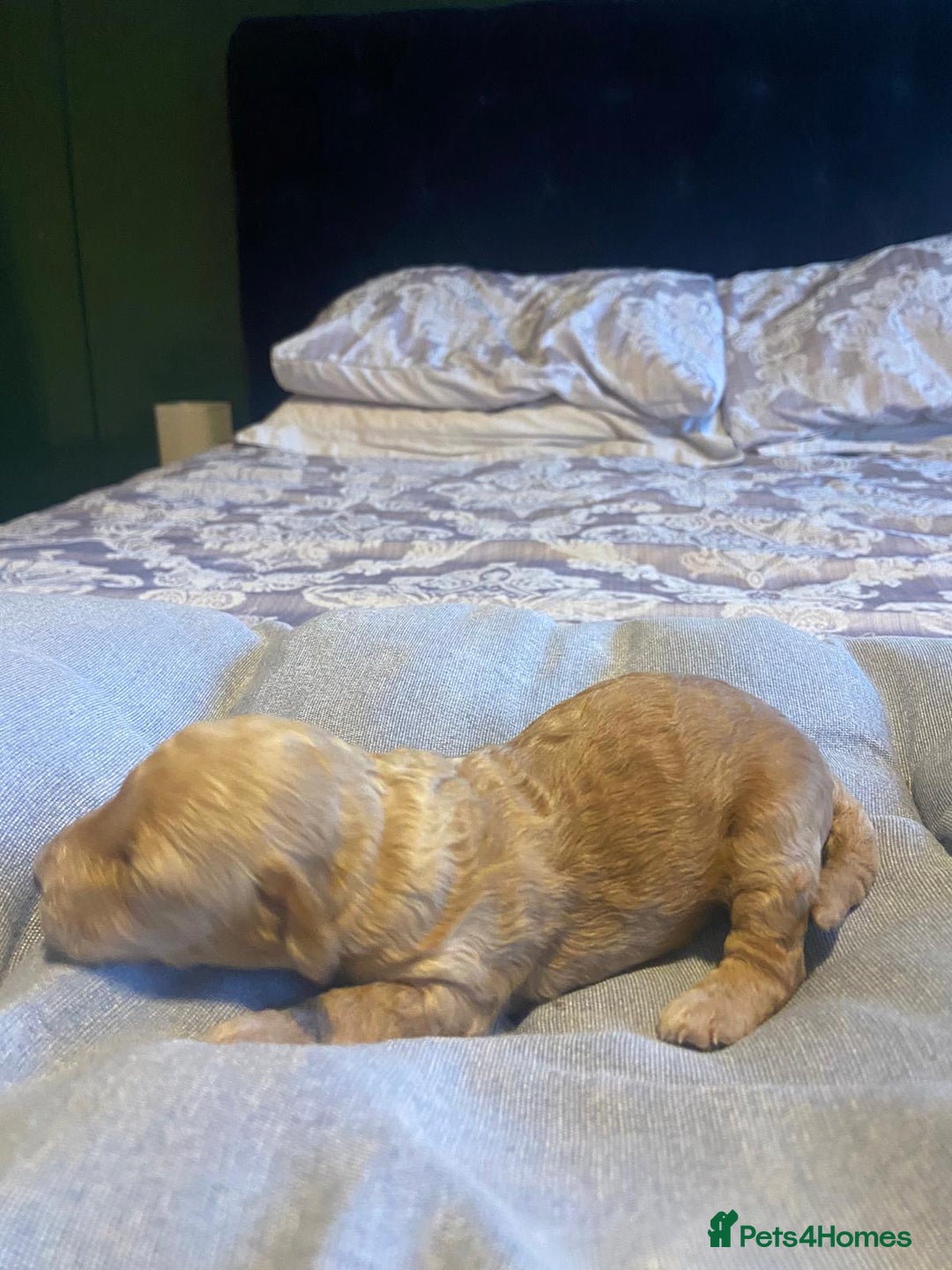 Cockapoo dogs for sale: Beautiful puppies in time for  ** ! 🐶 🥰  **   - Image 13