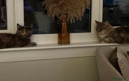 Mixed Breed cats for sale: Beautiful mix breed kittens  - Image 9