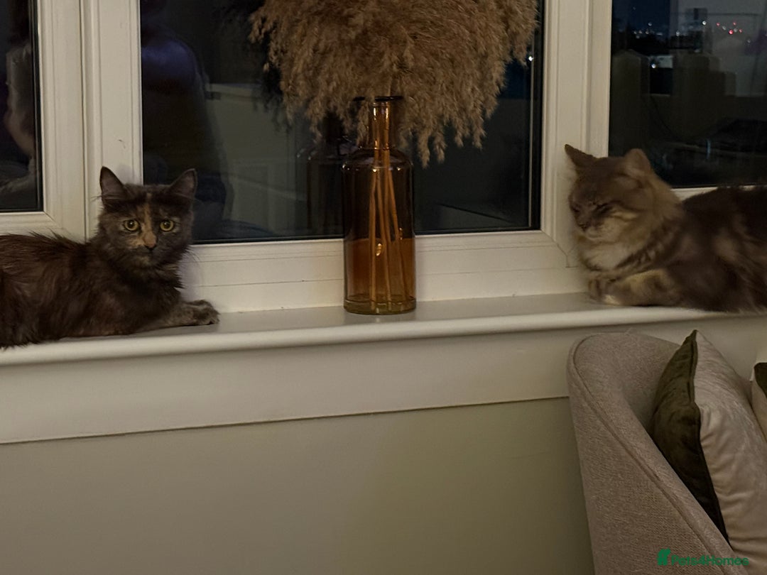 Mixed Breed cats for sale: Beautiful mix breed kittens  - Image 9