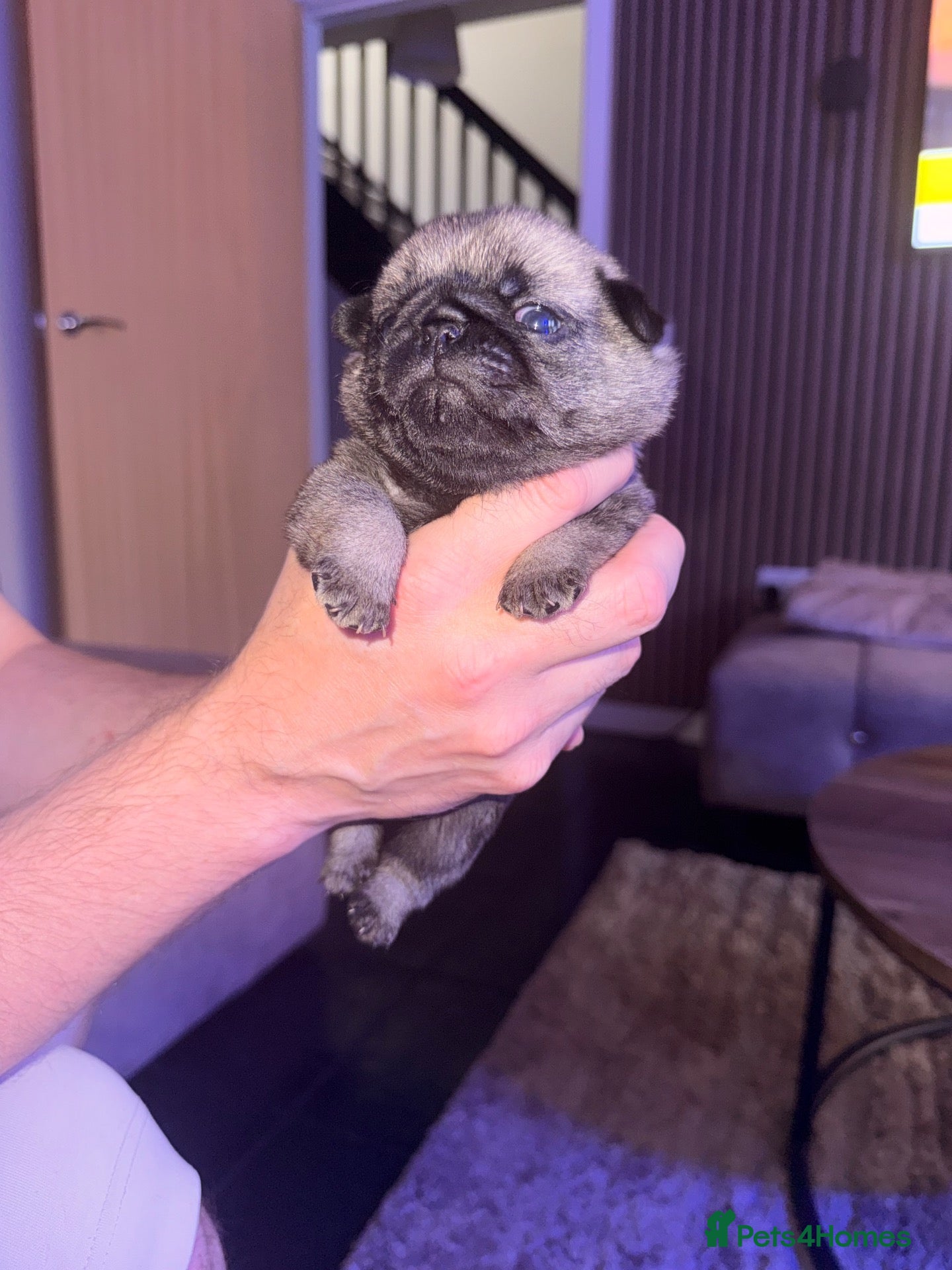 Pug dogs 🐾 **PUG PUPPIES – INTEREST NOW BEING TAKEN 🐾** - Advert 1