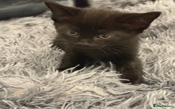 Mixed Breed cats for sale: Kittens for sale  - Image 7