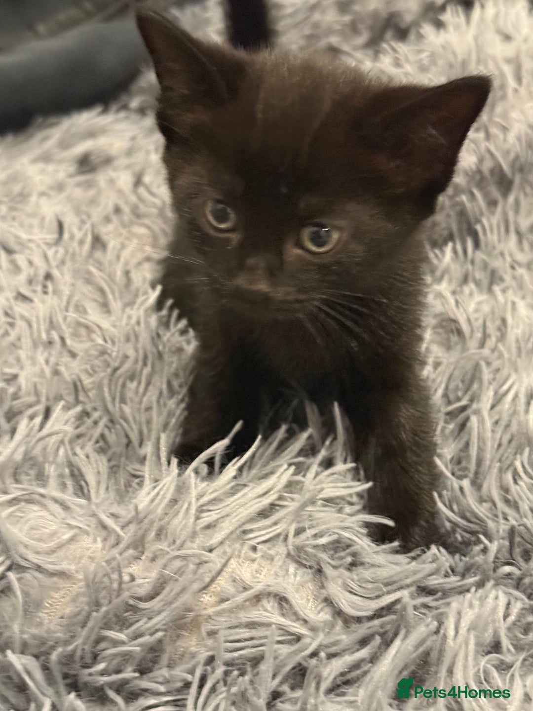 Mixed Breed cats for sale: Kittens for sale  - Image 7