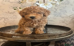 Toy Poodle dogs for sale: Gorgeous KC Toy Poodles  - Image 5