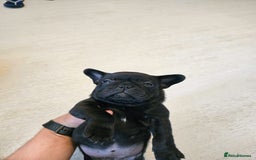 Frug dogs for sale: ✨French Bulldog Puppies Looking for Loving Homes✨  - Advert 6