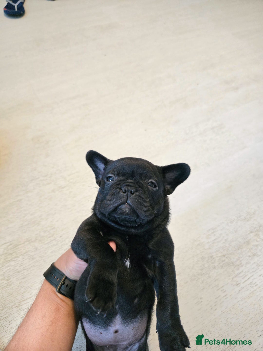 Frug dogs for sale: ✨French Bulldog Puppies Looking for Loving Homes✨  - Advert 6