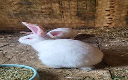 Continental Giant rabbits for sale: Continental giant buns only 2 left  - Image 4