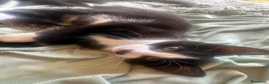 Mixed Breed Kitten 5