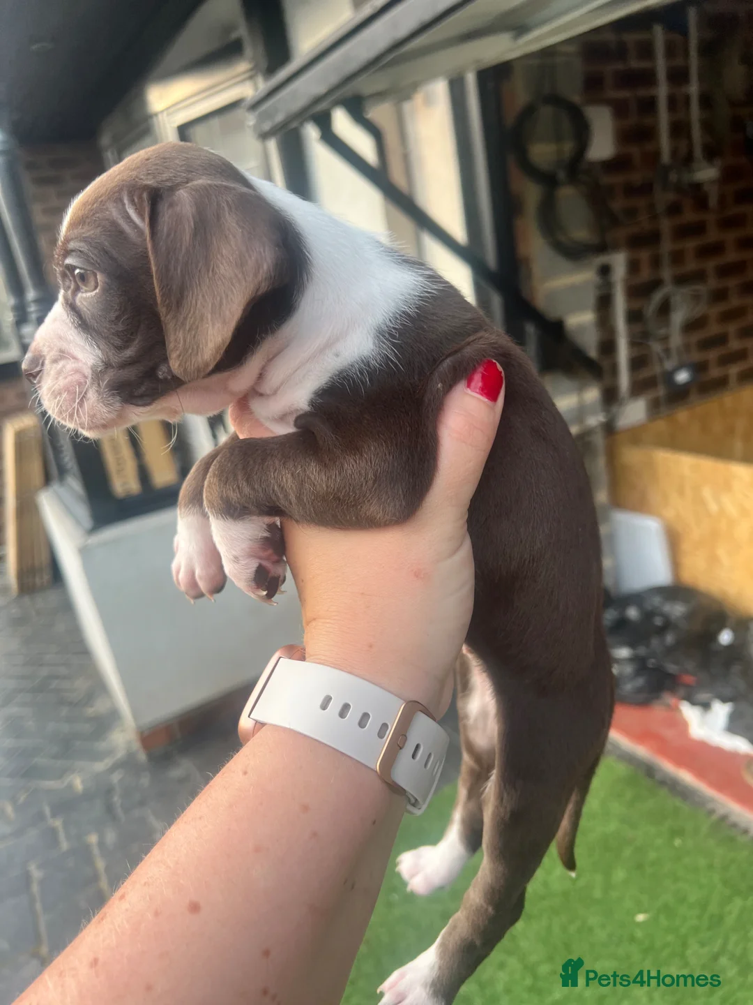 Cocker Spaniel dogs for sale: Cocker pups - Advert 6