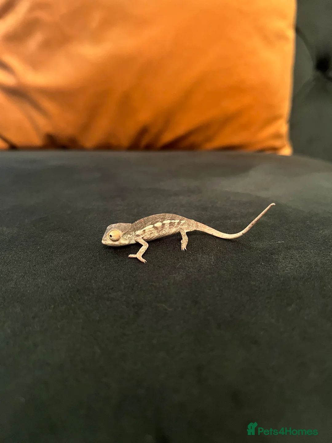 Chameleon reptiles for sale: Ambilobe Panther Chameleon babies  - Advert 2
