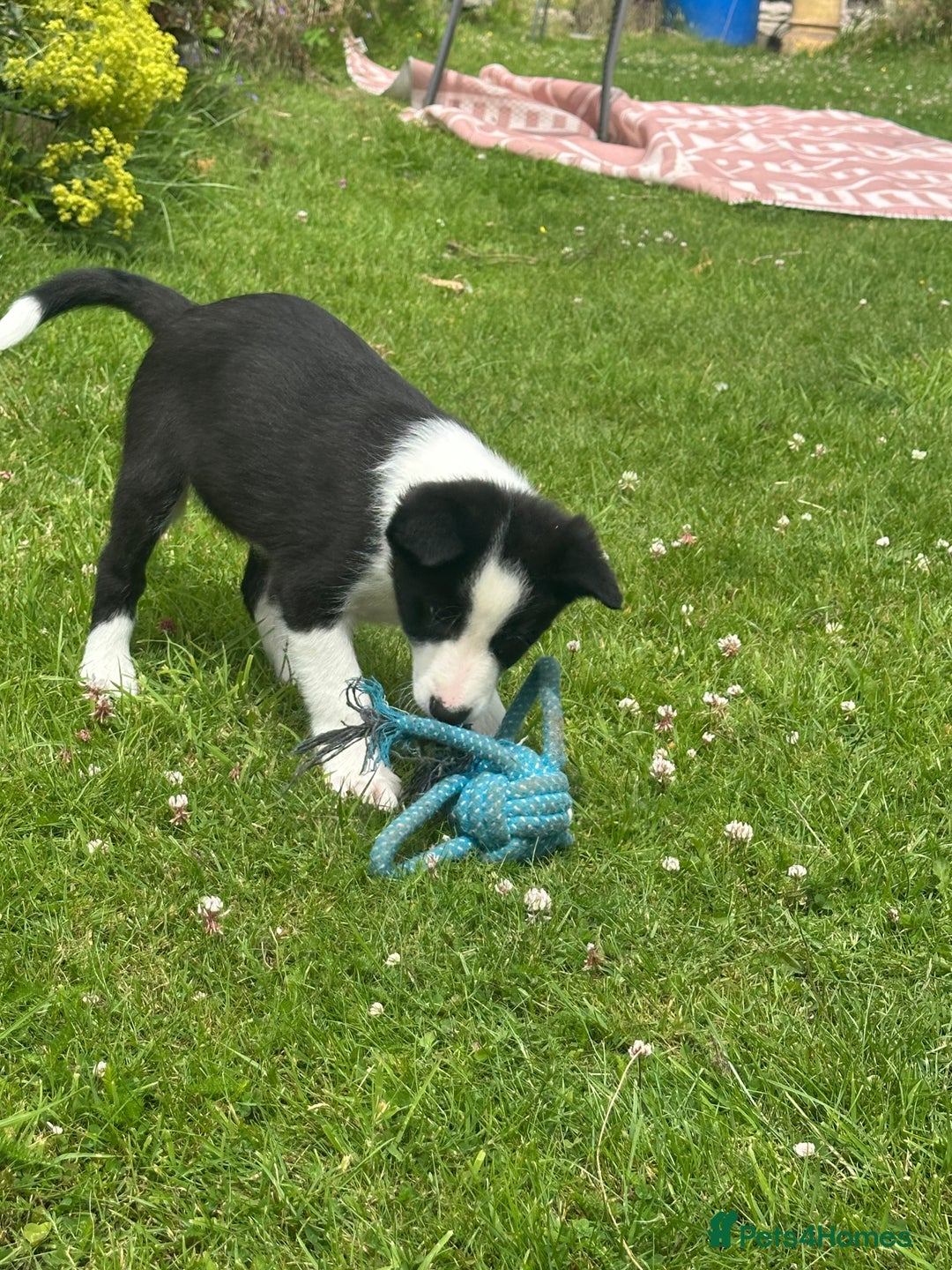 Border Collie dogs for sale: BORDER COLLIE PUPS 1 BOY LEF - Image 20