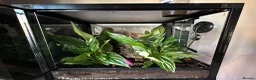Gecko reptiles for sale: Mourning geckos with enclosure  - Advert 3