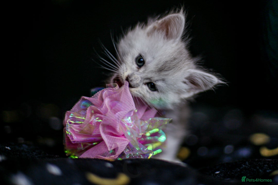 Maine Coon cats for sale: TICA PEDIGREE MAINE COON SHADED KITTENS AVAILABLE - Advert 19