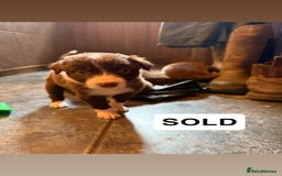 Border Collie dogs for sale: Working chocolate border collies 1 BOY LEFT - Image 11