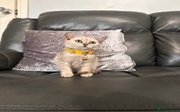 British Shorthair cats for sale: British Shorthair kittens Tica  - Image 11