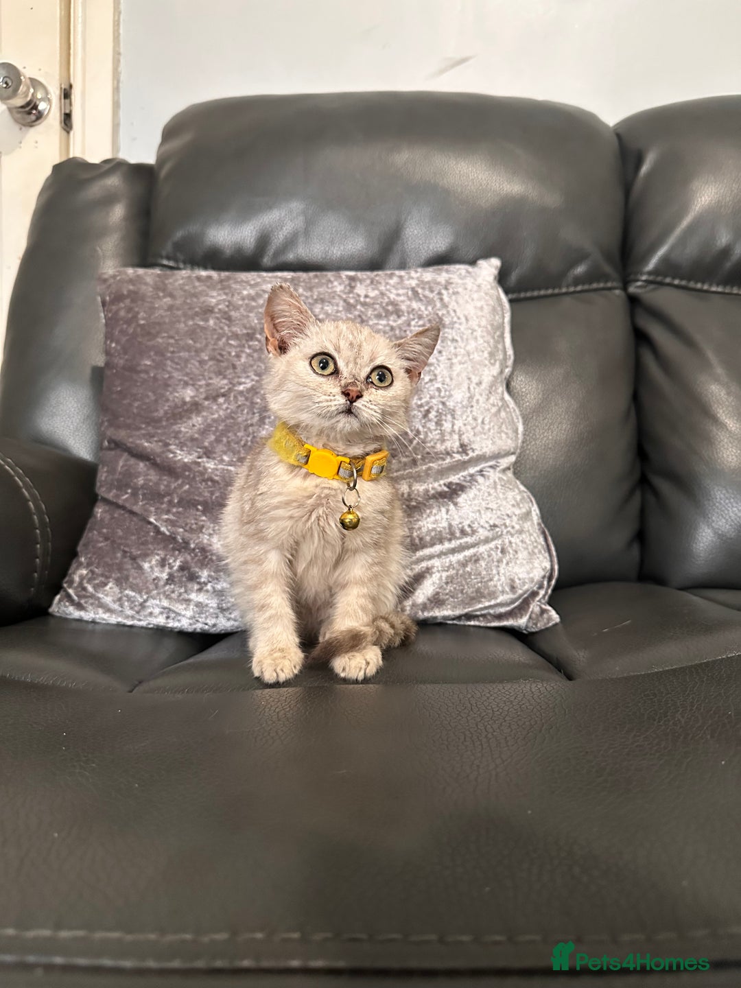 British Shorthair cats for sale: British Shorthair kittens Tica  - Image 11