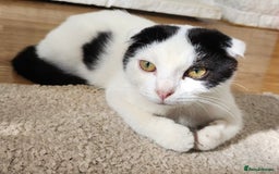 Scottish Fold cats for sale: 3 kittens - Image 6