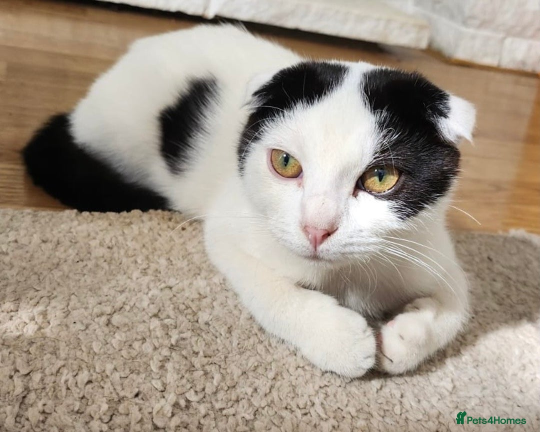 Scottish Fold cats for sale: 3 kittens - Image 6