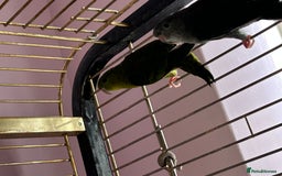 Parakeets birds for sale: Two lineolated parakeet both males - Image 3