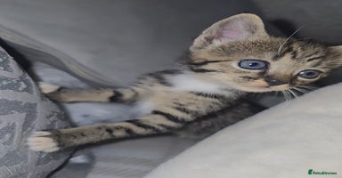 Savannah cats - Advert 7
