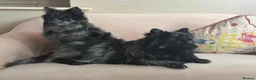 Pomeranian dogs for stud: NEXT GEN BLUE MERLE POM PUPS INCOMING - Advert 7