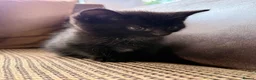 Mixed Breed cats for sale: Mane coon cross kittens  - Advert 11